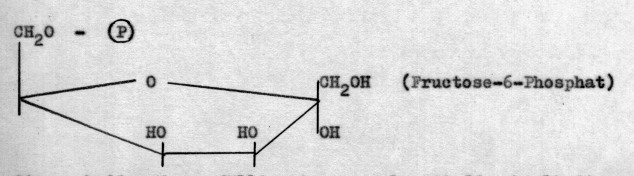 Fructose 6 Phosphat